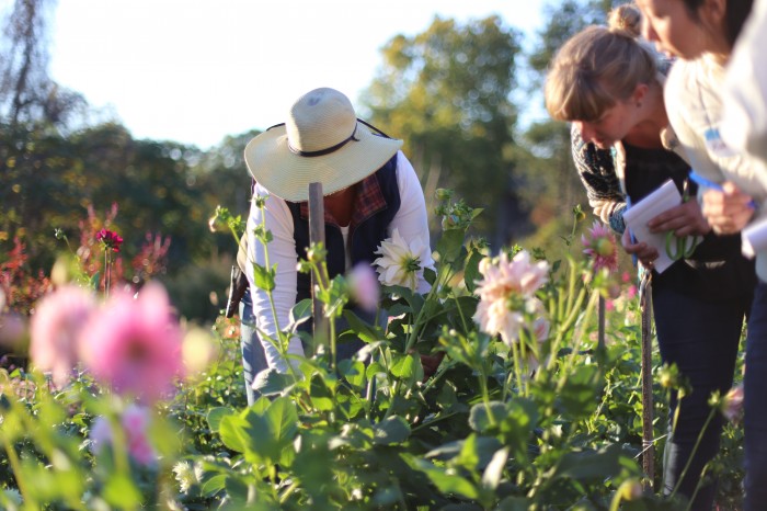 Jennie Love harvesting dahlias