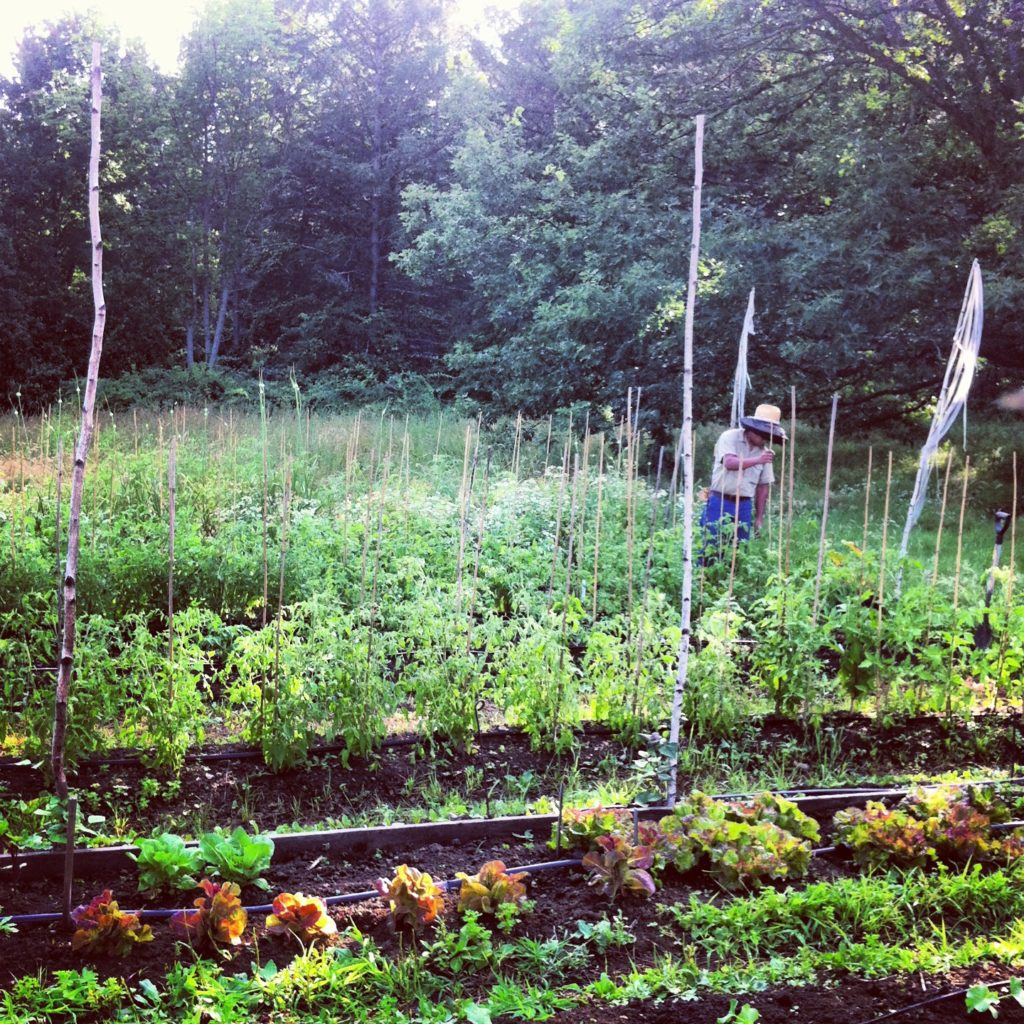 eric_staking_tomatoes