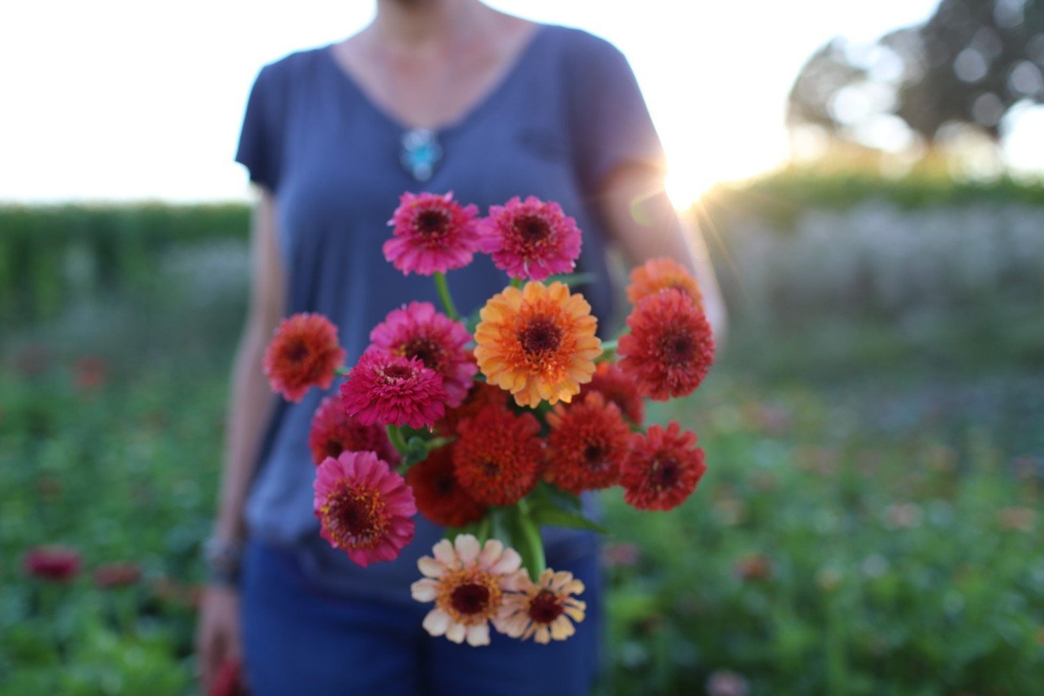 Scabiosa Flowered Zinnias