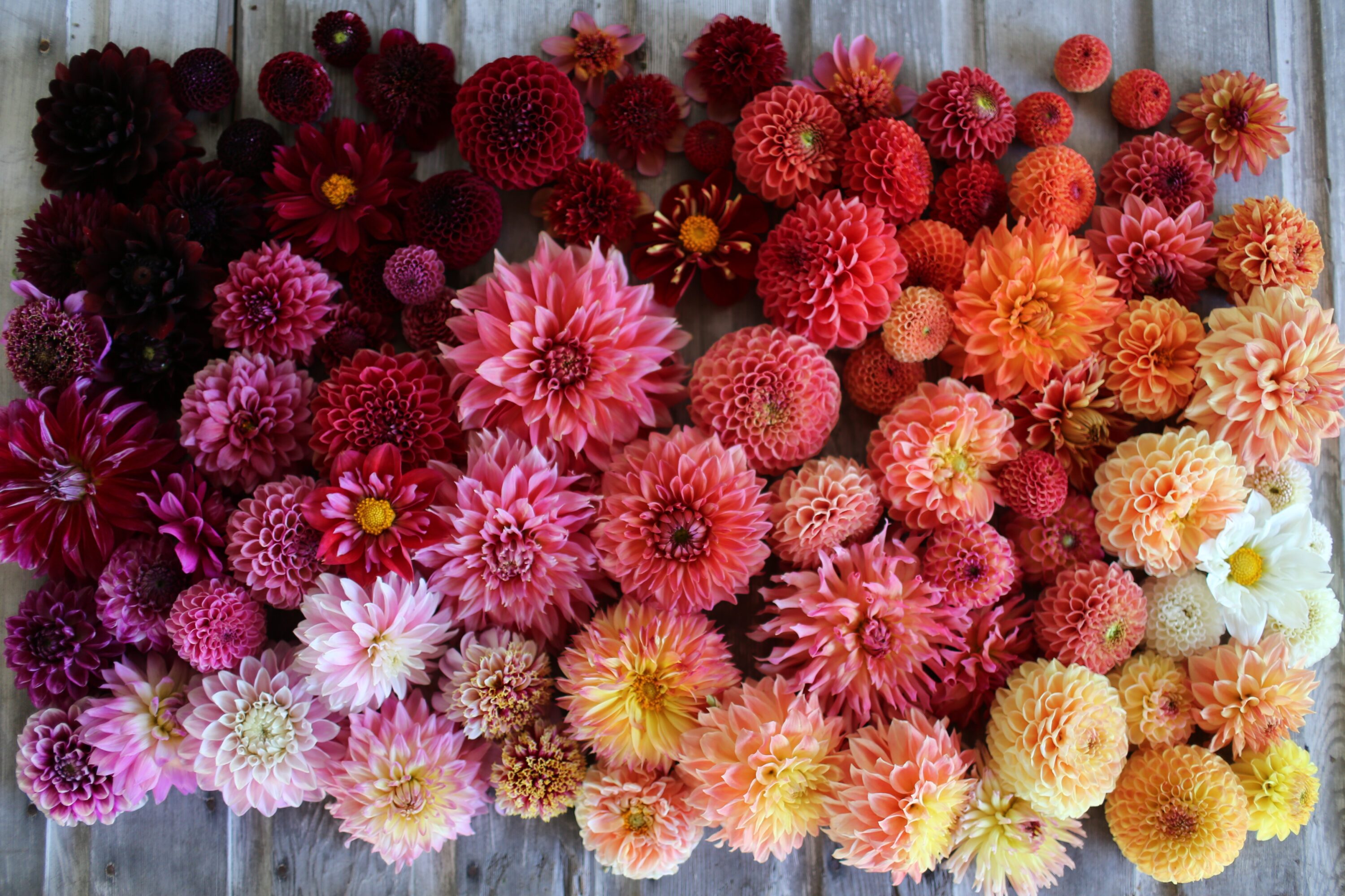 Dahlias arranged in a gradient