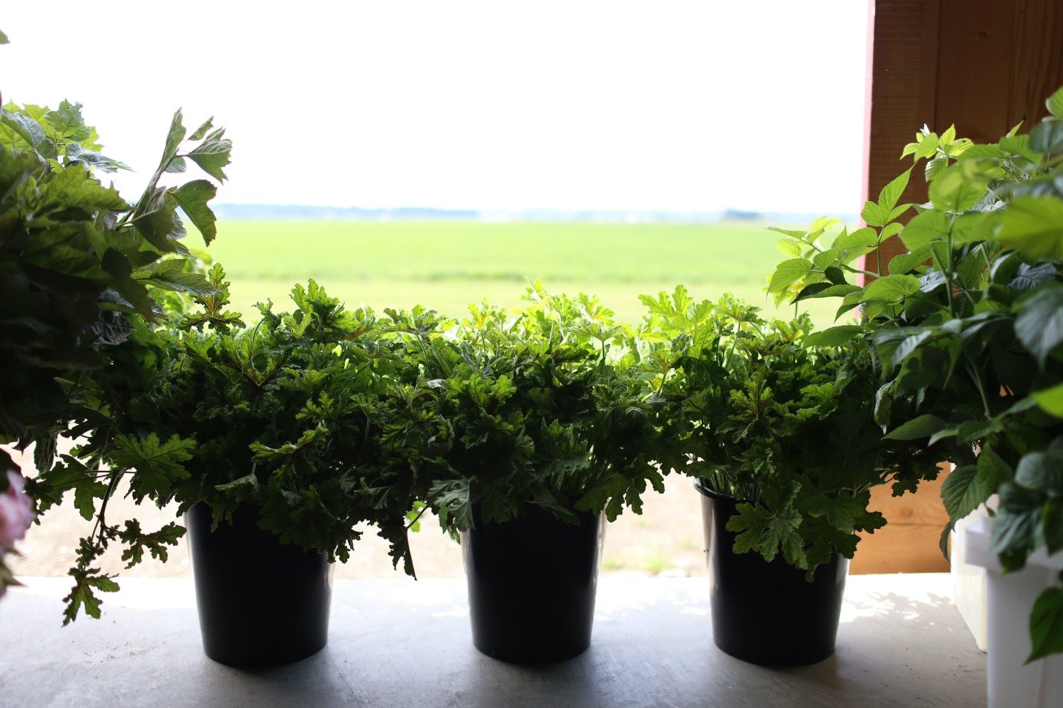 Buckets of foliage in the doorway of a barn