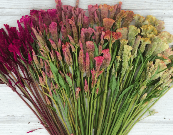Celosia laid flat in a gradient