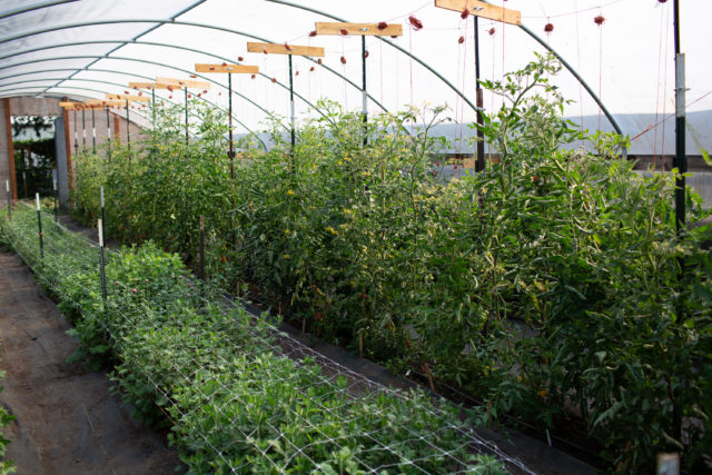Floret tomato trial in hoop house Floret trial patch