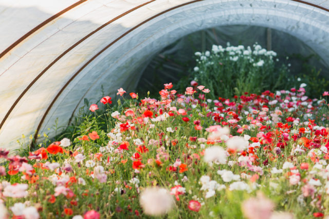 Hoop house of Shirley Poppies at Floret Flower Farm Hoop house full of Shirley Poppies at Floret Flower Farm
