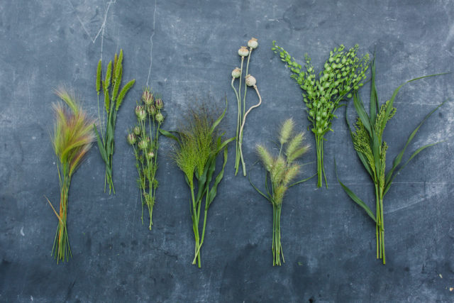 Foliage and pods at Floret Flower Farm Foliage and pods at Floret Flower Farm