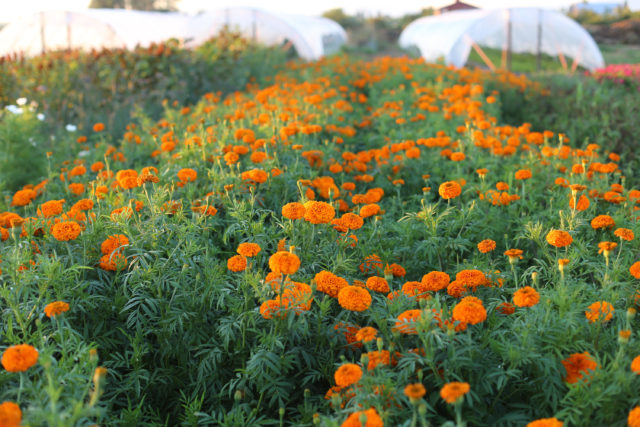 Field of Marigolds at Floret Flower Farm Field of marigolds