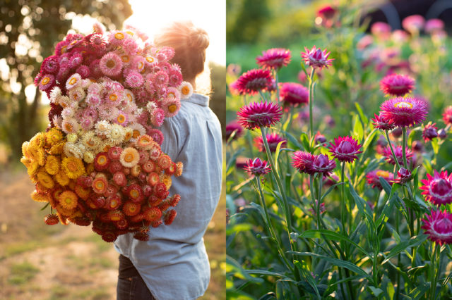 Armload of strawflower dried flower at Floret Flower Farm Armload of strawflower dried flower at Floret Flower Farm