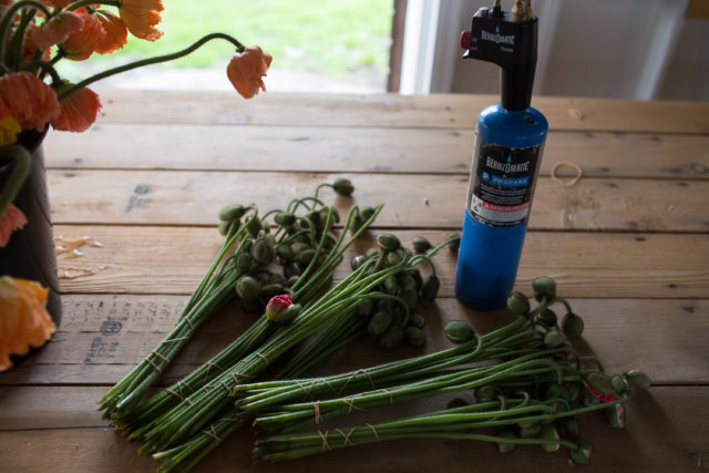 Post harvest care of Iceland Poppies at Floret Flower Farm Post harvest care of Iceland Poppies at Floret Flower Farm