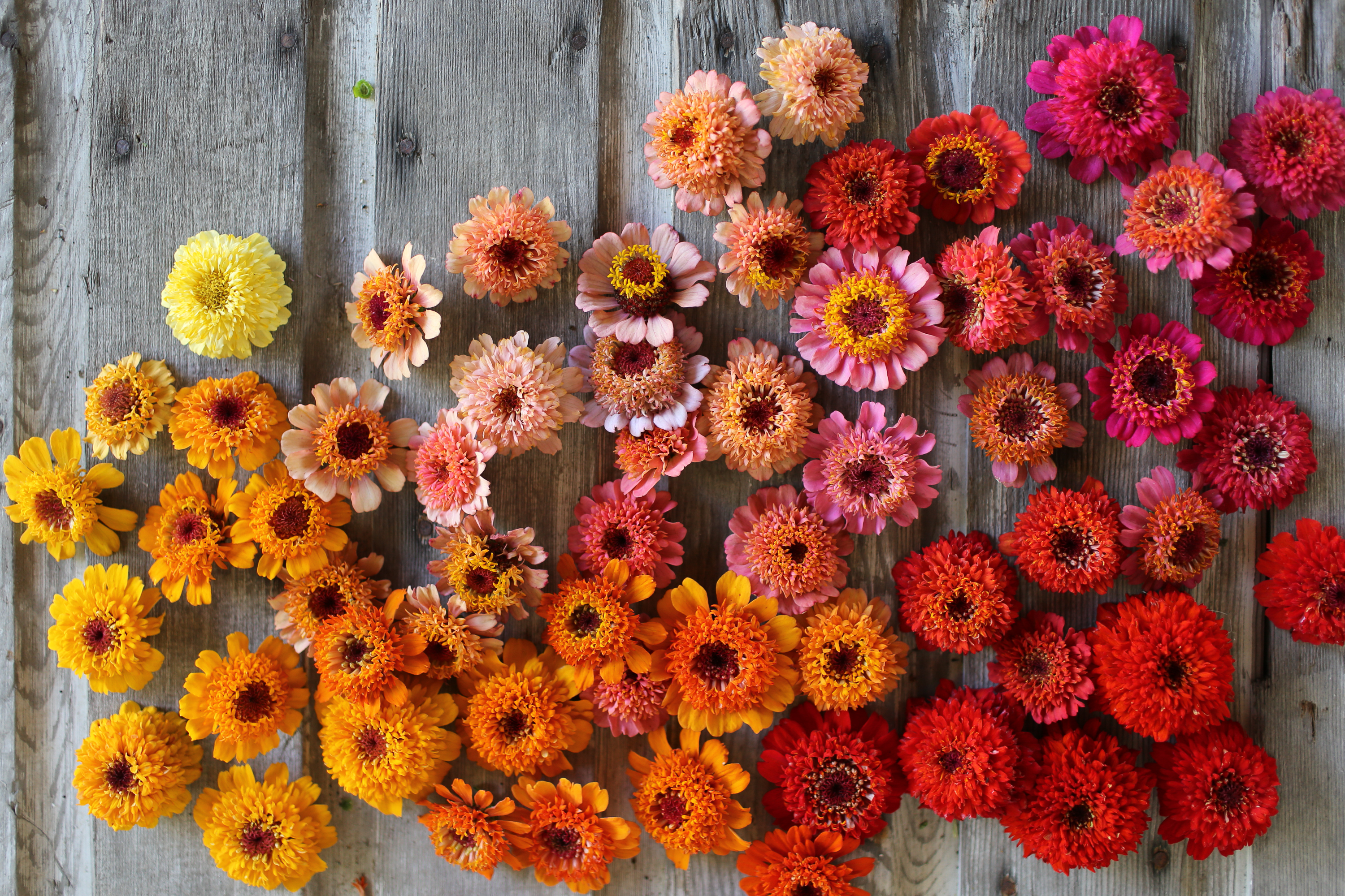 scabiosa zinnias
