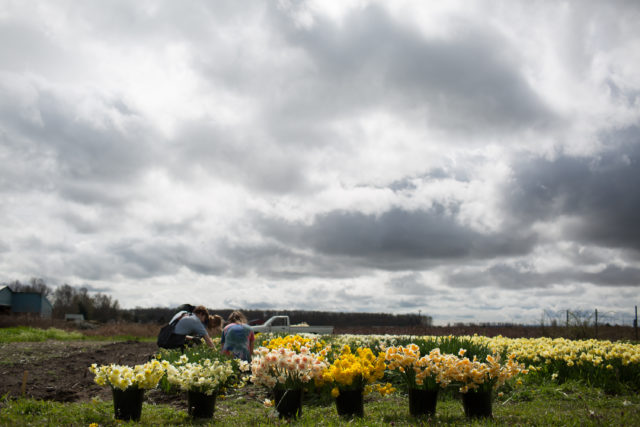 Daffodils at Floret