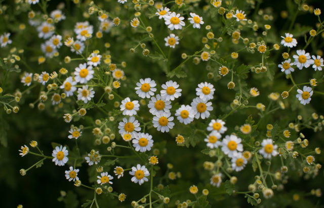 Feverfew growing