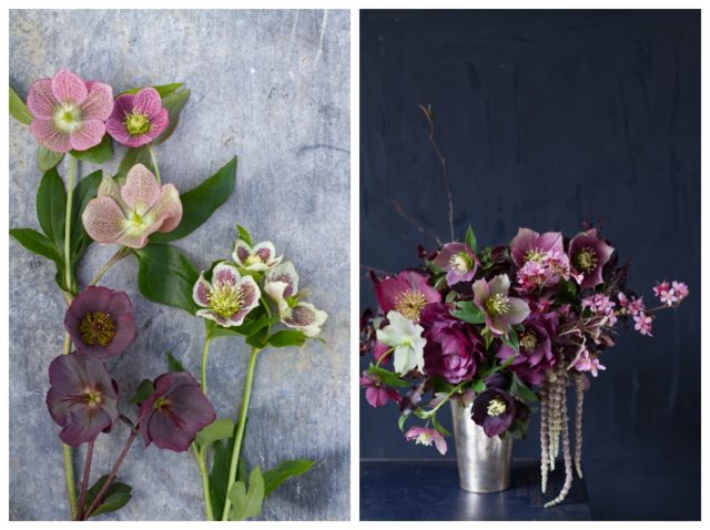Clare Nolan hellebores