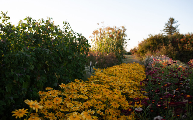Rudbeckia at Floret farm
