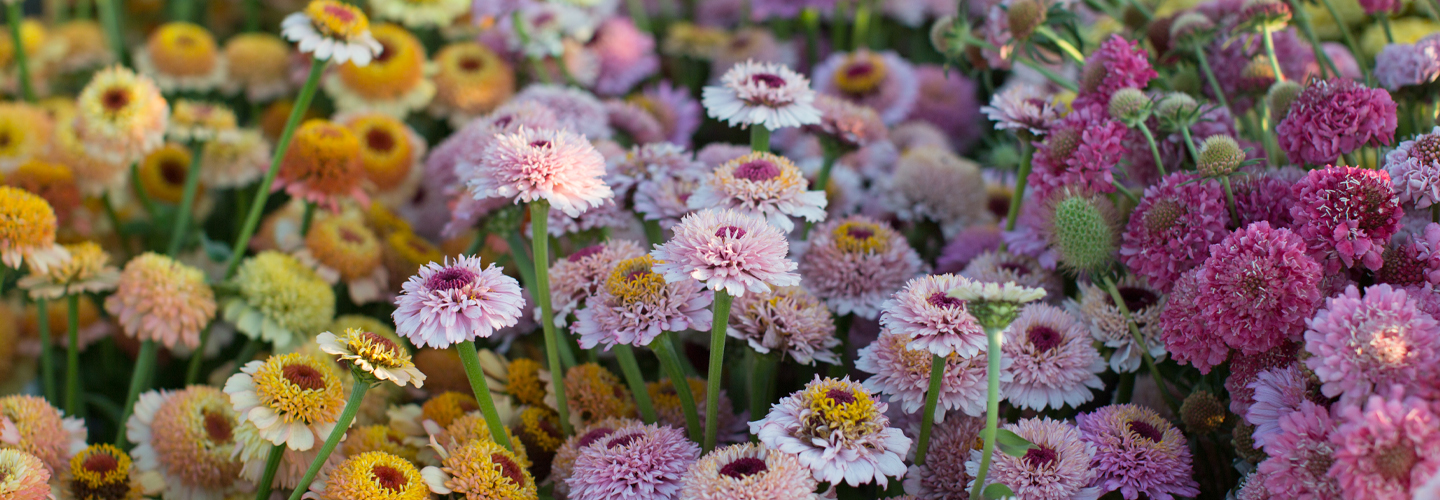 Zinnias