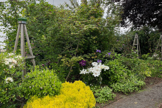 Japanese clematis cultivars in bloom at Rogerson Clematis Garden.
