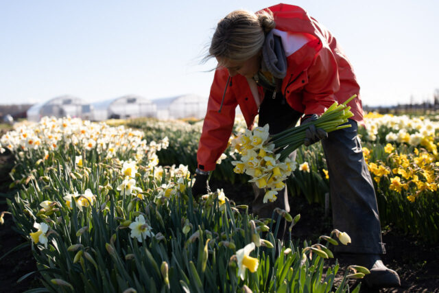 Erin Benzakein working in a Grunden's jacket and bibs