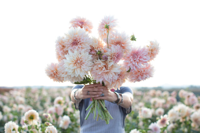 A handful of Dahlia ‘Cafe au Lait’.