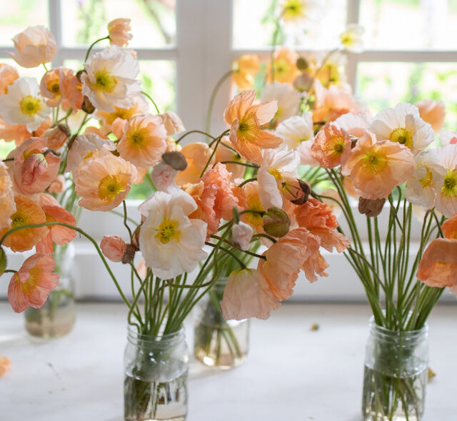 Bunches of Iceland poppies in pastel shades arranged in glass jars.