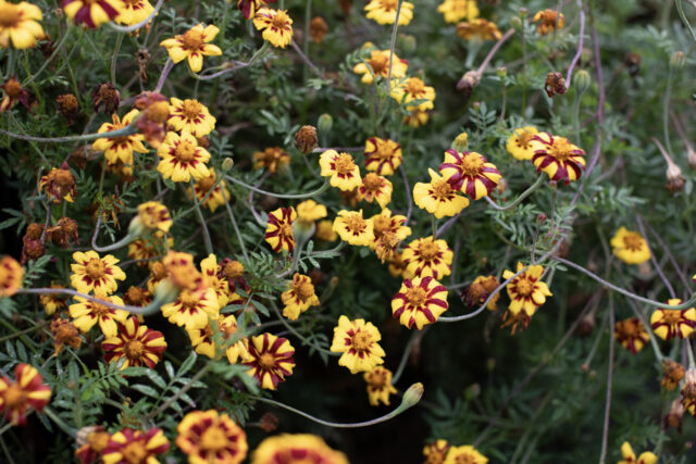 A close up of Marigold Brocade Mix growing in the field at Floret.