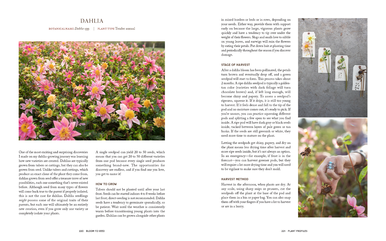 Two of the pages from inside Bloom to Seed.