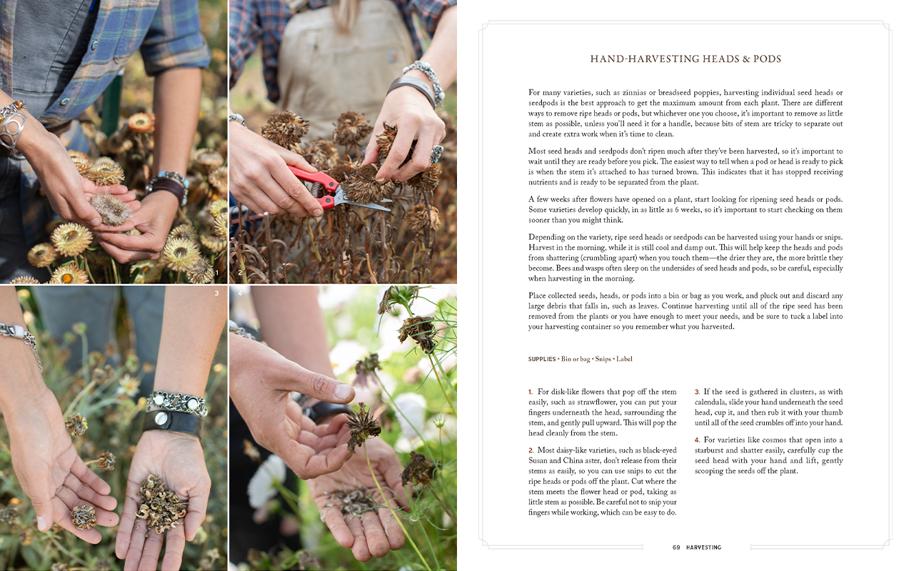 Two of the pages from inside Bloom to Seed.