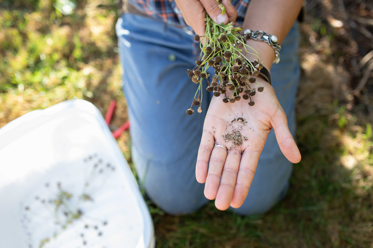Erin Benzakein holding feverfew seed heads and seeds in her hands.