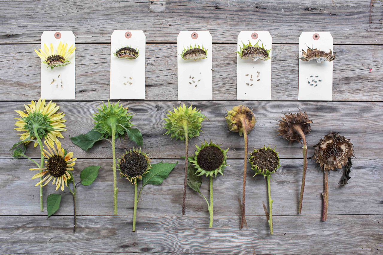 An overhead of the different stages of sunflower seed formation.